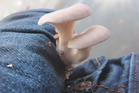 How to Grow Mushrooms on Your Jeans Image